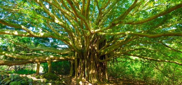 Banyan Tree