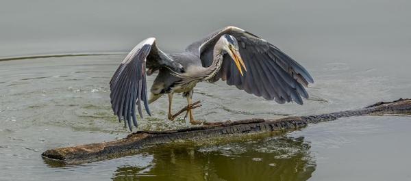 Falling Off A Log - Cover