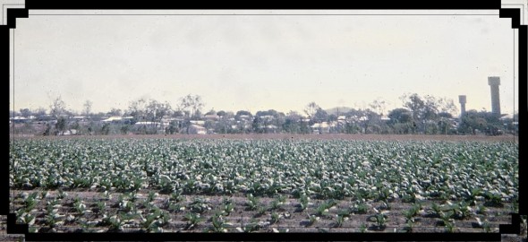 Tobacco Farm