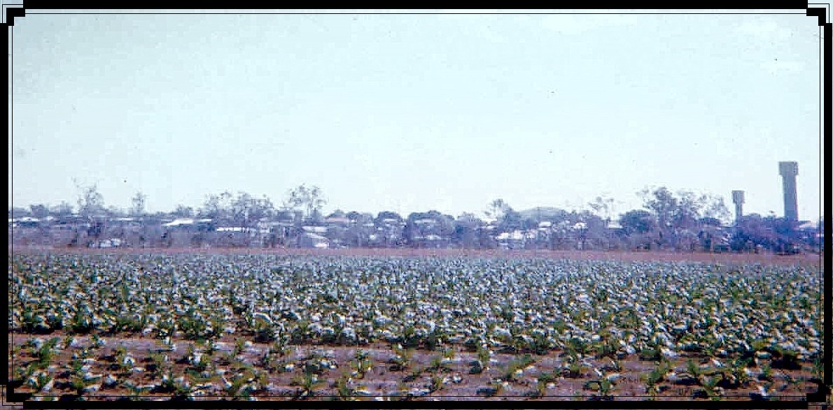 Tobacco Field